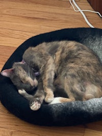 a cat sleeping in a cat bed